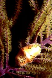 Flamingo Tongue snail taken on a night dive @ West End Gr... by Ian Brooks 
